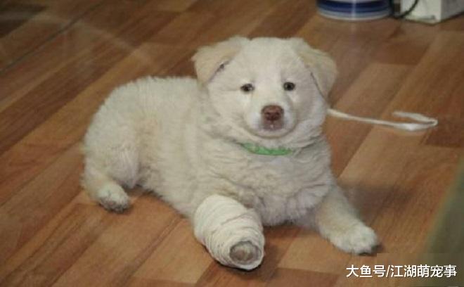 摸不到狗狗的爪子，有可能是狗狗出现问题了