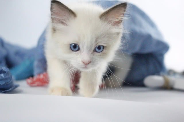 养宠物有什么好处