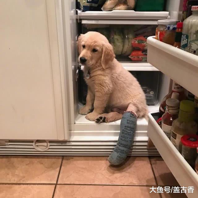 狗狗学猫咪从高处跳下，结果把后腿给摔断，包扎后的样子让人笑哭