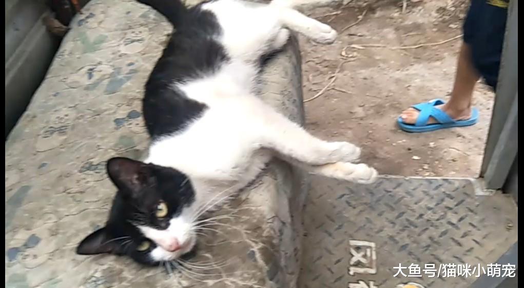 中華田園貓都有哪幾種？每一種都有什么特點呢？