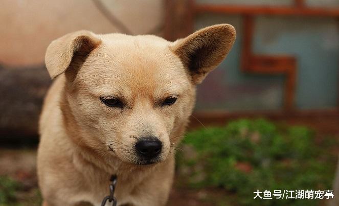 狗狗寂寞的4个表现，作为铲屎官你需要及时注意