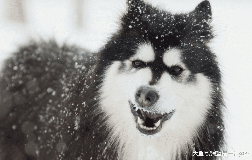网友买了一只烧鸡，转头却发现烧鸡不见了，偷吃的二哈死不承认