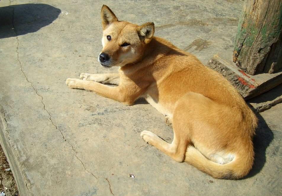 难忘的儿时萌宠您有吗？俺的小黄狗喝偷尝老爸的汤，俺一直没敢说