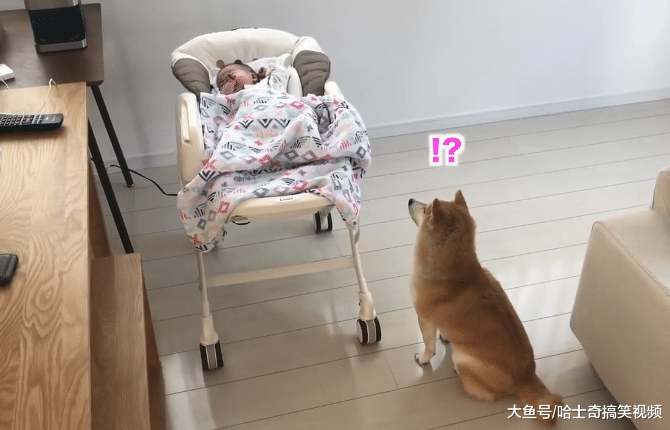 “狗保姆”照顾宝宝, 因太有爱而走红, 主人: 很会哄宝宝