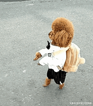 兽医告诉你: 为什么你的狗狗总是生病? 那是你经常做了这6点!