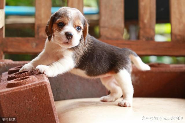 训练狗狗的4个小窍门，新手铲屎官记得收藏了