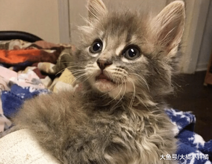 小猫被人从车窗里扔出，大叔停车相救，被救后小猫的反应让人心疼