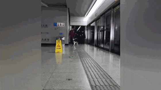 哈士奇闯入地铁站, 工作人员一顿追捕, 狗: 抓不到我吧……