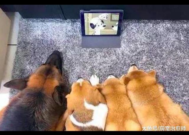 因为下雨没法遛狗，4只狗坐在门口郁闷，主人只好拿平板来安慰！