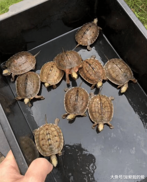 居然还有这种煲汤的方式，家中老父病重，男子花百万巨资买入一只乌龟。