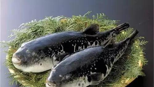 世界上十大最毒生物：欧阳锋来了也得“甘拜下风”