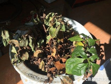 家里切记别放这些东西, 暗喻家财难聚, 有钱人一早就知道了