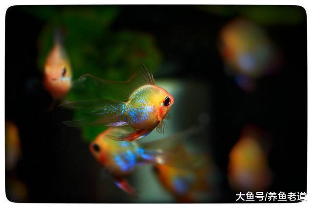 放在魚缸里的藥物黃水確實很麻煩，我們可以這樣操作！