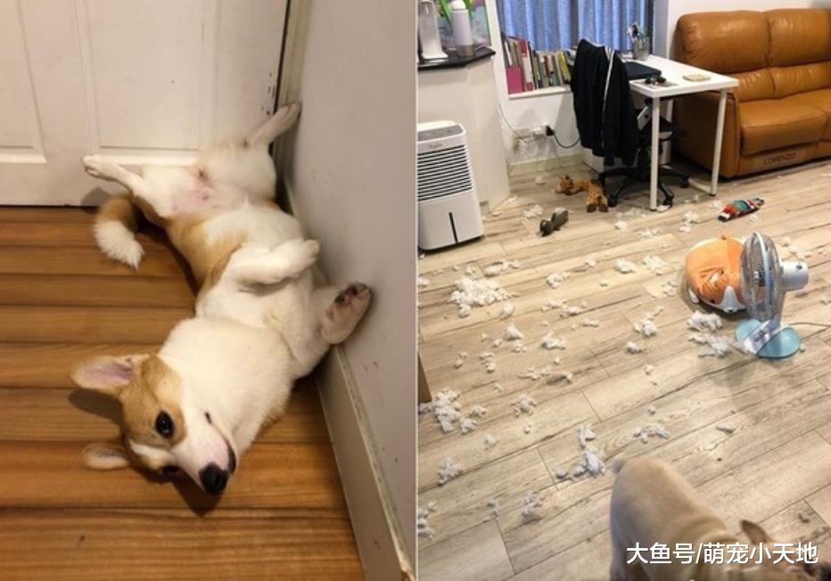 遇到小孩就没辙！破坏王柯基见宝贝弟弟秒安静，窝床边照顾