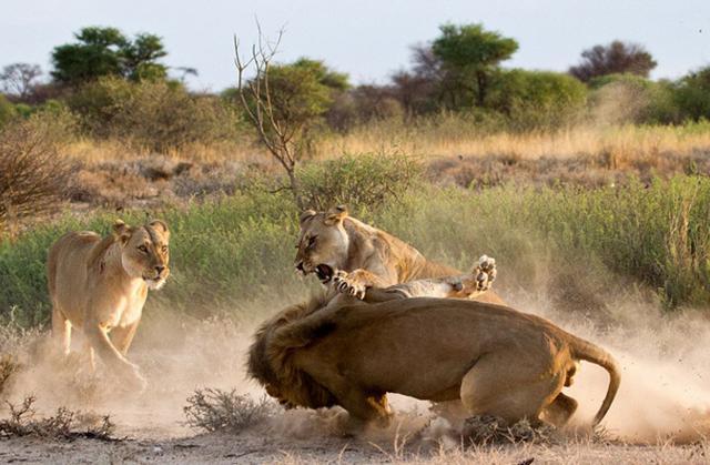 雄狮在外偷腥被雌狮给撞见，正妻打小三，看谁能打得过谁