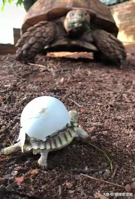 陆龟宝宝出生了，看到老陆龟就向它爬去，小陆龟：你是我妈妈吗？