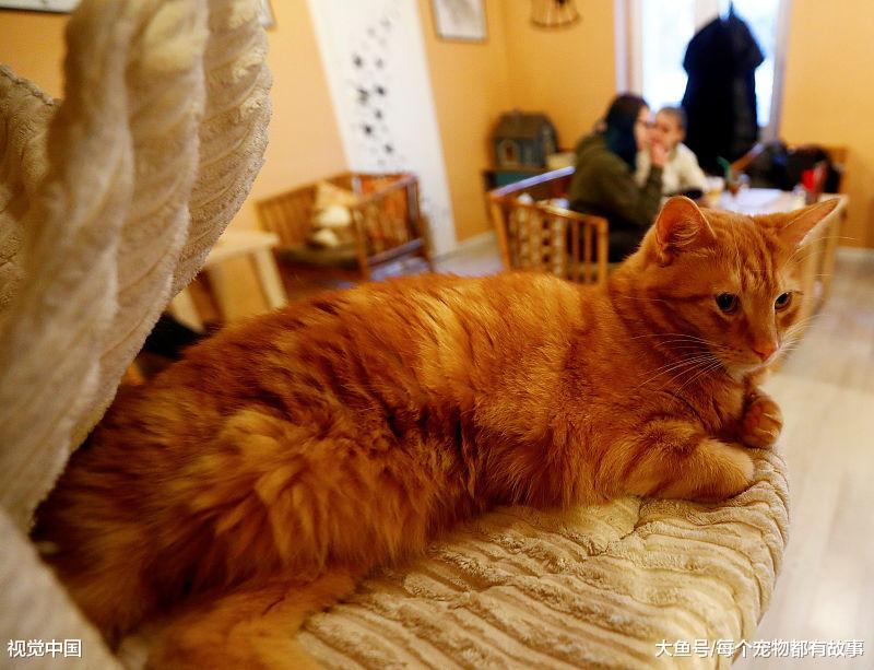 作为铲屎官，你该知道的事，这些注意事项是养猫的基本