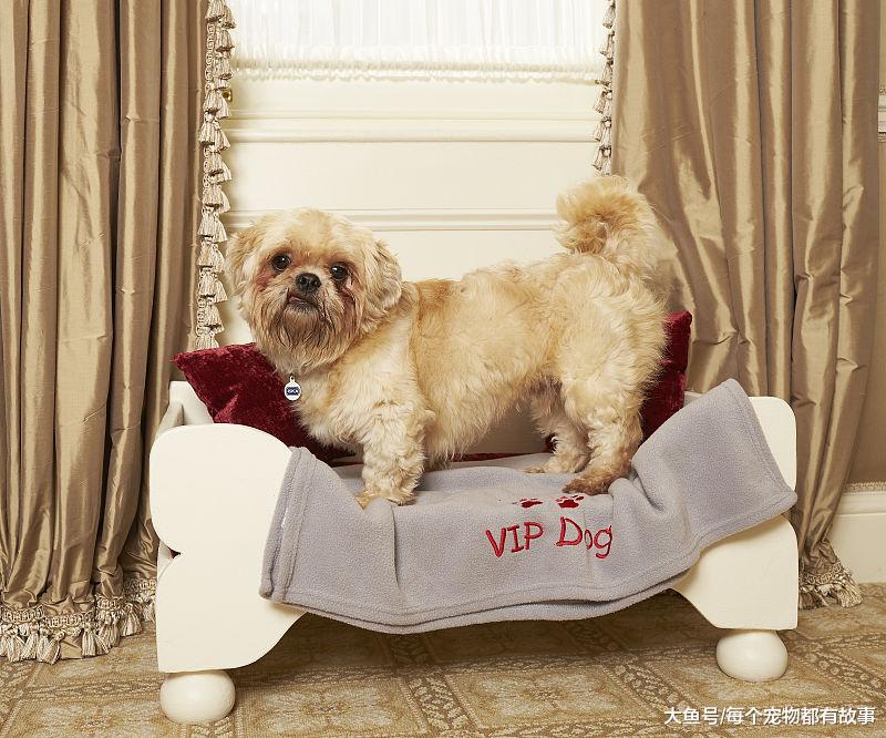 狗狗不听话惩罚是正确的，但是在惩罚狗狗时也要有个限度