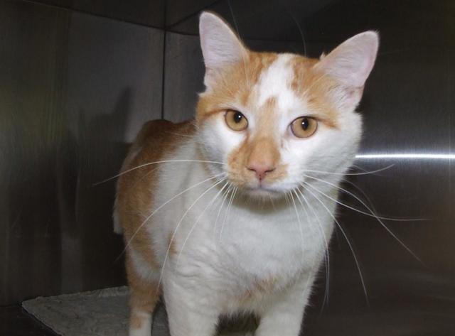 不爱喝水的猫咪容易患这种病，发病早期却常喝水，还难以完全治愈