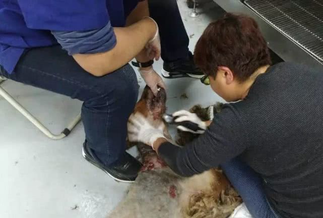 狗狗因长期被虐待跳楼轻生，被发现时体重还不到30斤