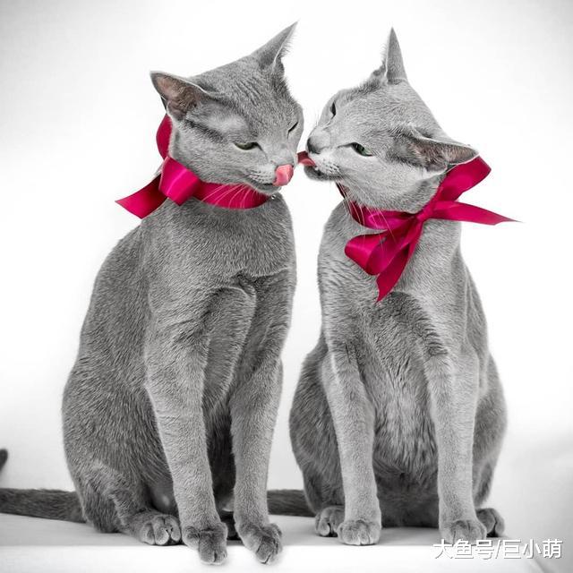 拥有12万粉丝的蓝猫，瘦瘦的还有着翡翠般的眼睛，跟想象的不一样