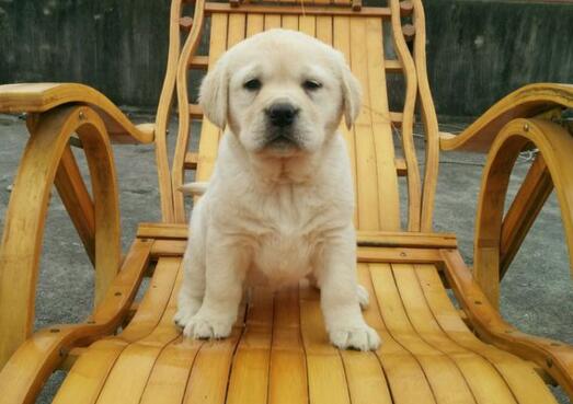 如何给拉布拉多犬养成良好的作息习惯