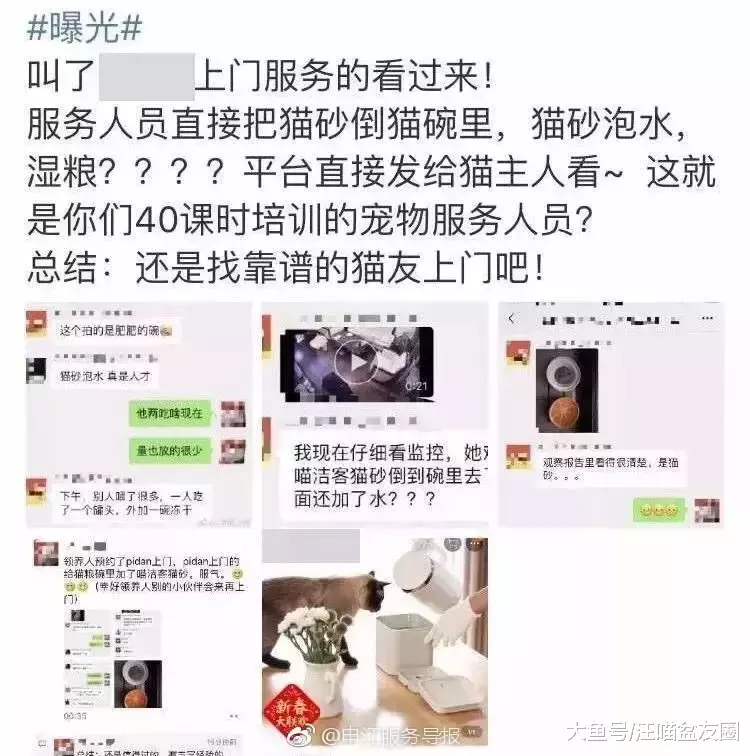 誰能想到，花150元雇人喂貓，我的貓卻成了救助對象
