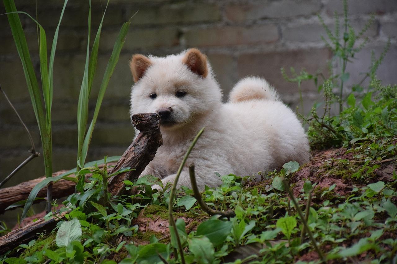 中华田园犬明明既聪明又忠诚, 可为什么它成为不了一只警犬?