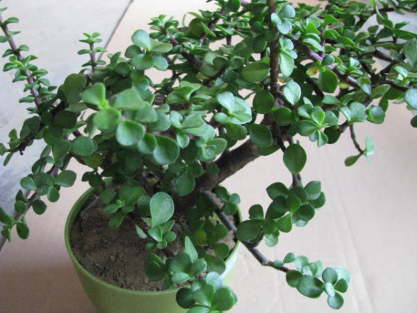 养护金枝玉叶的过程中，需要掌握这些方法，来看看吧