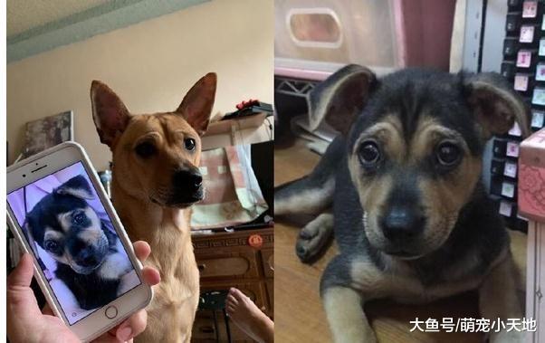 米克斯惊喜包！毛发从黑金变黄金神情也改变，爸爸笑：诈骗集团