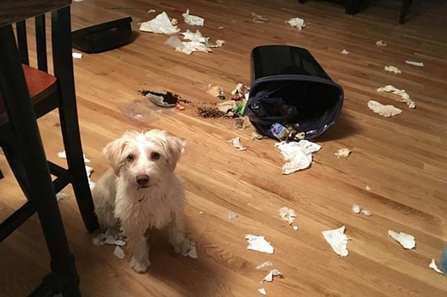 狗狗总爱趁主人不在翻垃圾桶，有什么办法可以改掉狗狗的坏习惯