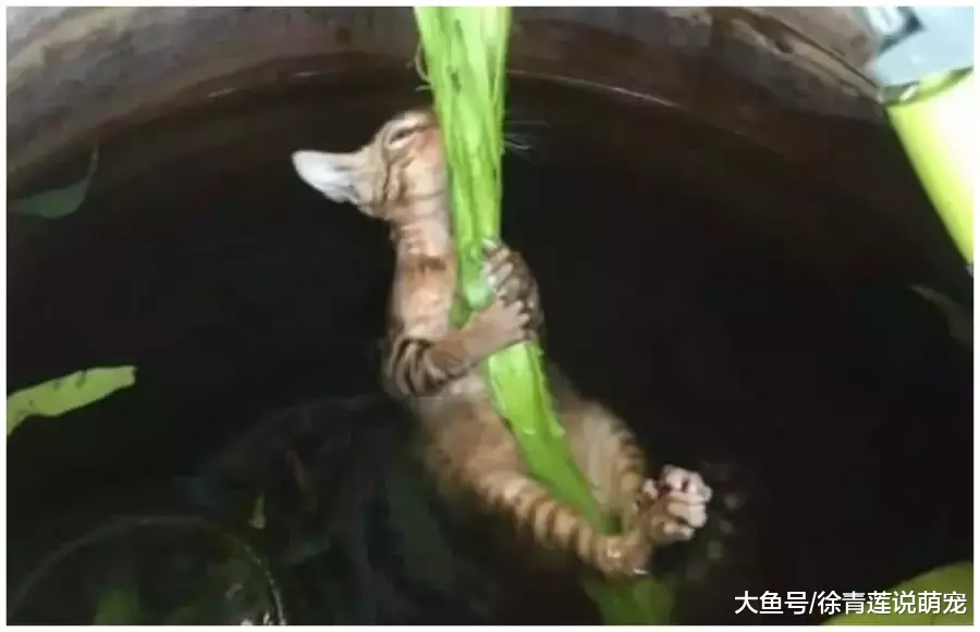 女子正在屋里看电视，突然听到猫咪叫声不对劲，到院子一看傻眼了