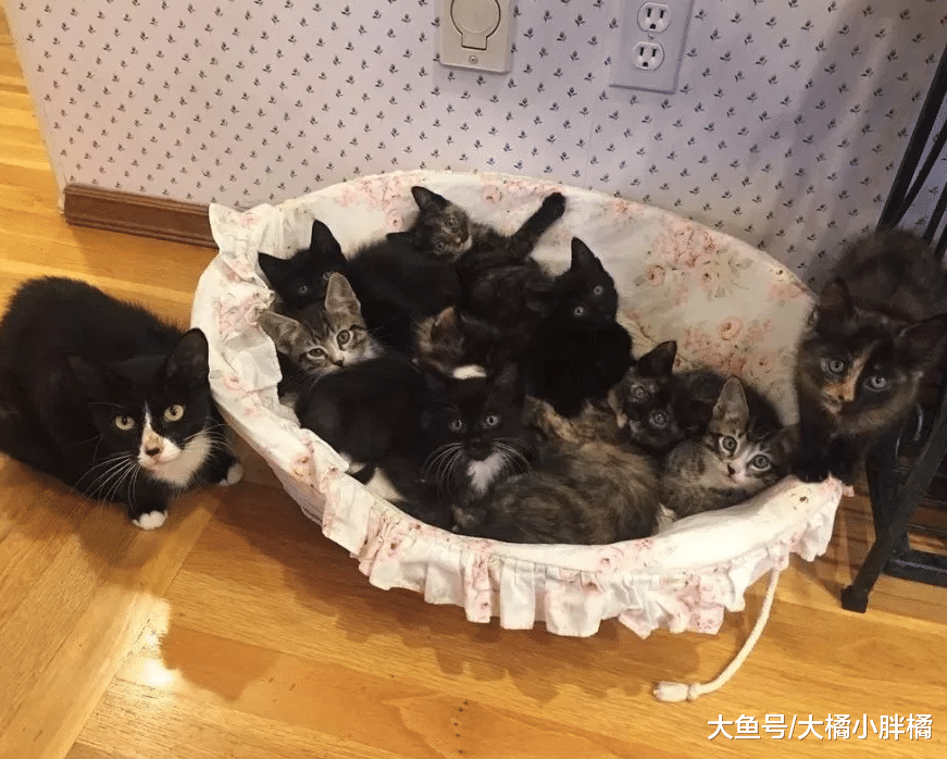 流浪猫拼命争夺食物，刚回猫窝就被9只小猫围住，难怪会如此消瘦