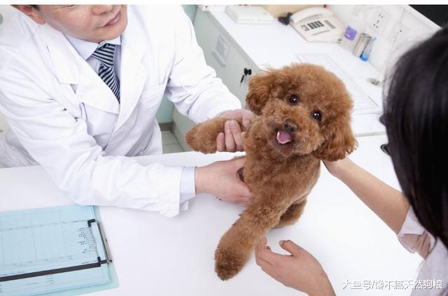 狗狗怎么养才长寿? 兽医告诉你, 秘诀原来在主人上!