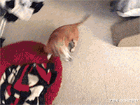 狗狗因年长跳不上去床，主人看到后……