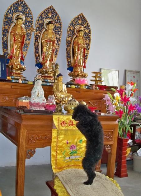 加州公司推纯素狗粮，以植物性蛋白为主——狗狗能不能只吃素？