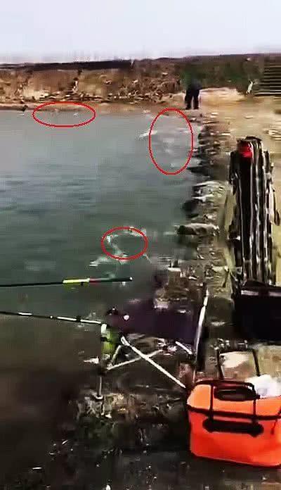 高铁过境致鱼群触电？鱼群疯狂跳上岸，钓友捡鱼