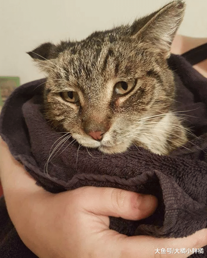 野猫在严寒中获救，被救时一直恐吓恩人，结果当晚就跟别人一起睡