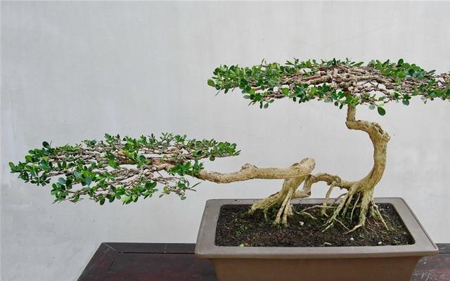 盆景树木种植方式，挖取的老桩关键要点，野外的好素材