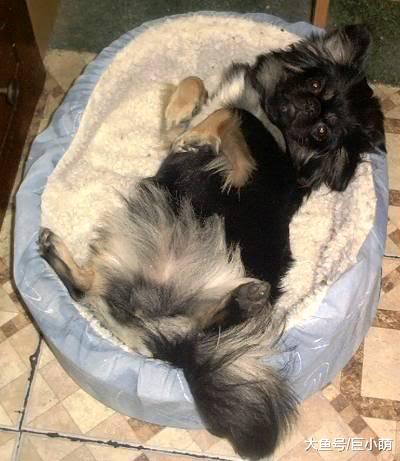 10种不一定听话的狗狗，要让它们听话，除非它们心情好