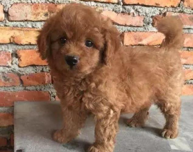 金毛被泰迪霍霍了, 生下的小狗外形很独特, 网友: 混得挺好看