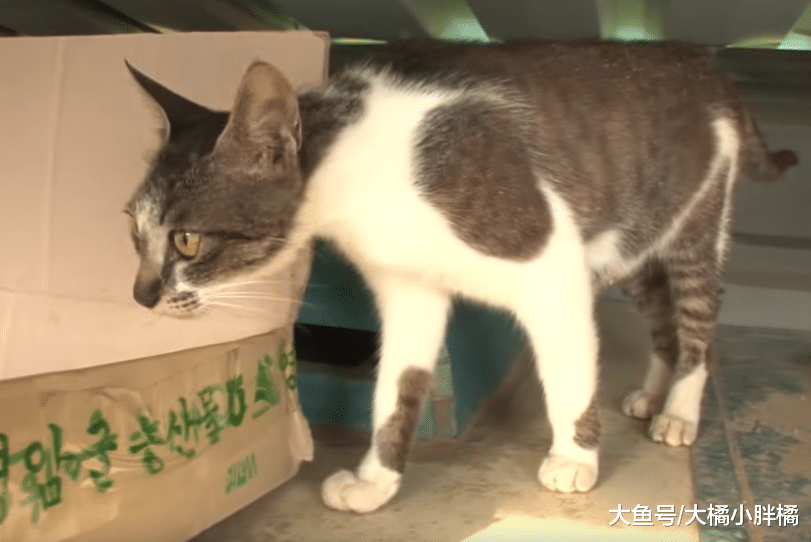 猫妈对孩子不闻不问，流浪猫“偷来”自己照顾，知道缘由后很心疼