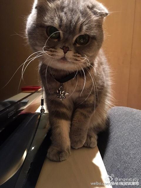 李冰冰竟然养活蜘蛛，曝光明星们的爱宠大集合！