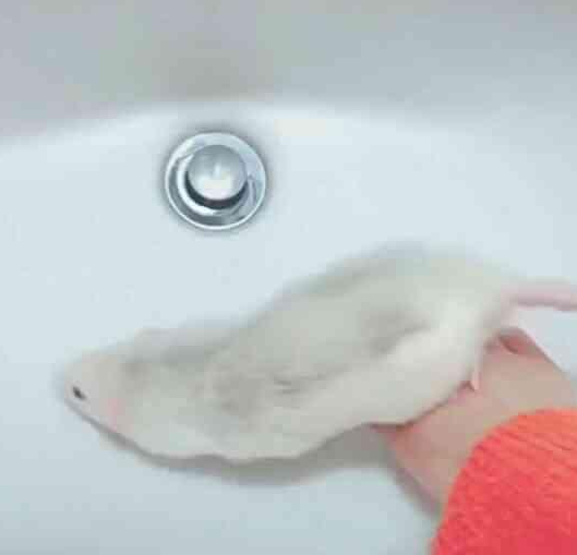 主人一开水龙头, 小萌鼠就会自己搓澡, 网友: 不是说不能成精吗?