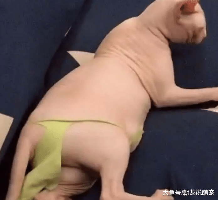 老人看不惯无毛猫，趁着孙女不在给它穿上衣服，看到这一切瞬间愣了