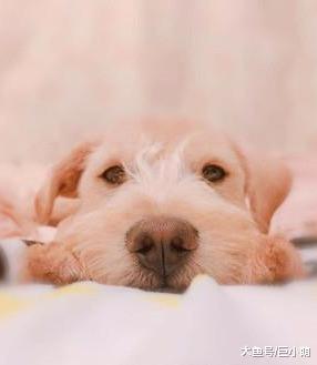 怕水狗狗被主人带到海边你，一放下就疯狂逃窜，说好的狗狗爱水呢