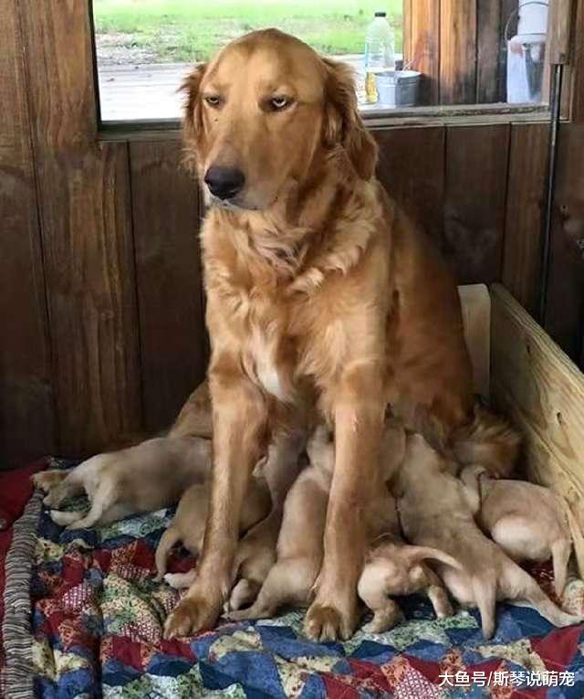 狗一窝生下奶狗过多，小狗众多养不了