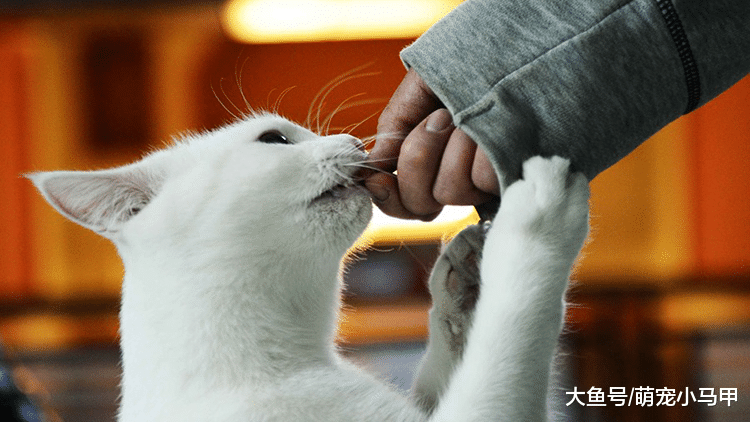 新猫初到家，如何让它快速融入家居生活