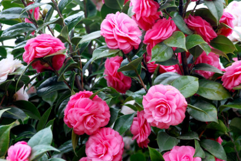 想要茶花长得快？知道这些方法，养护起来更加轻松