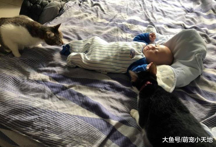 2岁橘猫帮忙哄小孩用肉掌拍背超温柔，超有爱画面让人全融化